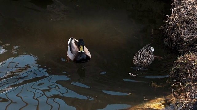 一对野鸭在池塘岸边的自然栖息地视频素材