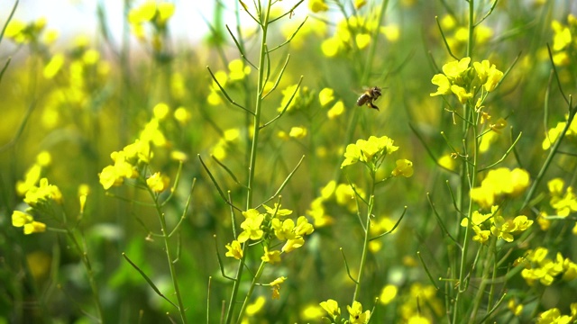 蜜蜂在黄花周围飞舞视频素材