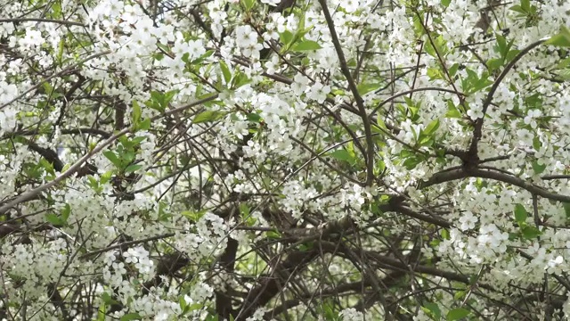 樱花枝视频素材