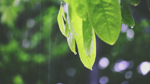 在阳光的照耀下，嫩绿的树叶在雨中显得清新。录像视频FHD视频下载