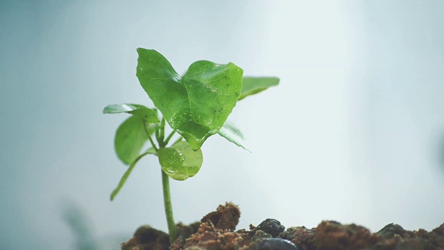 为地球日种植幼苗视频下载