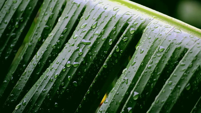 香蕉叶子上的雨滴在黑暗的色调中视频素材