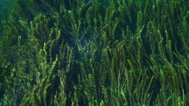 克罗地亚加卡，水面在河流中流动视频素材