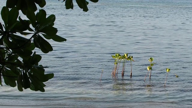 平静的海岸线和树叶拉贾安帕印尼视频素材