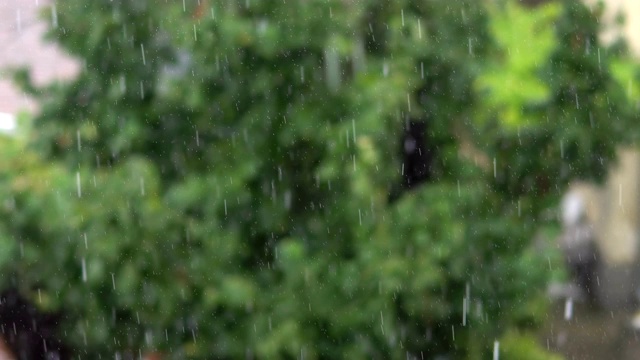 雨在森林，自然的概念视频素材