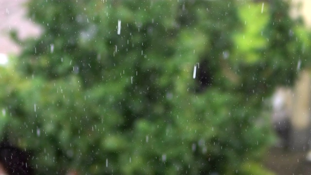 大雨落在花园里的树上视频素材