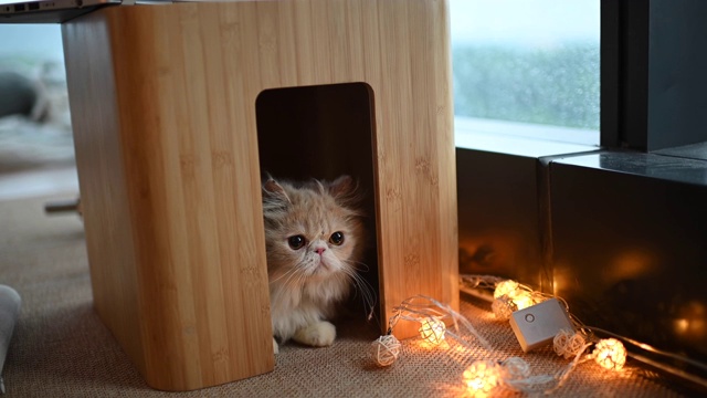 一只毛茸茸的家猫藏在桌子下面，好奇地看和偷看视频素材