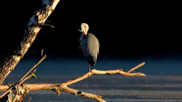 苍鹭，Ardea cinerea视频素材