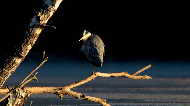 苍鹭，Ardea cinerea视频素材