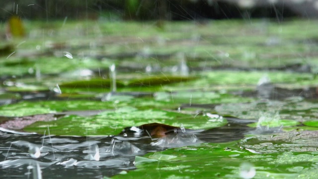 雨滴落在荷叶上视频素材