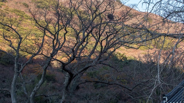 韩国全罗南道韩城郡duryunshan / Samsan-myeon的分支机构视频素材