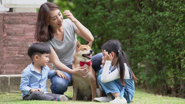 我儿子在公园里玩日本柴犬的红色领结视频素材