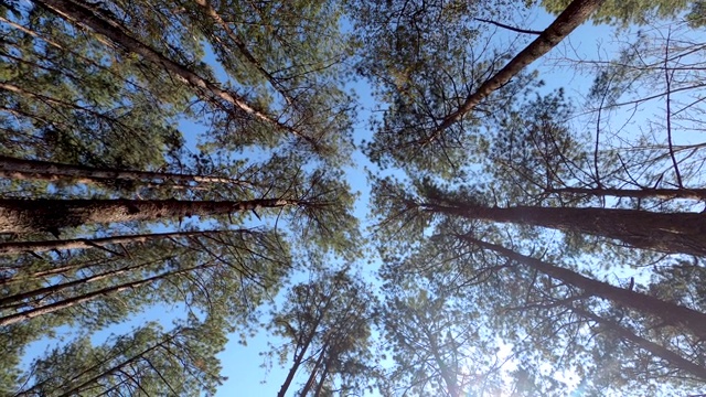 清新的绿树在天空背景与阳光透过春天的美丽景色，自然背景。视频素材