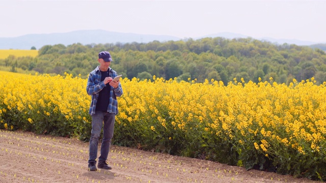 在年轻的玉米地里研究平板的农学家视频素材