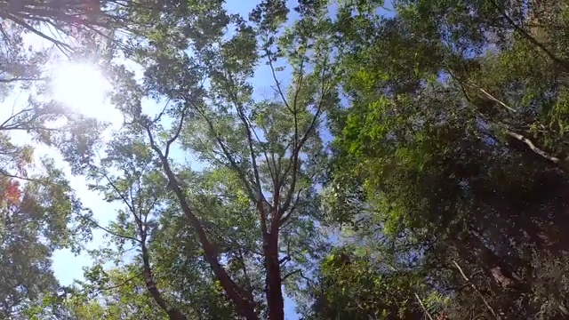 清新的绿树在天空背景与阳光透过春天的美丽景色，自然背景。视频素材