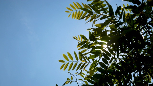 清新的绿树在天空背景与阳光透过春天的美丽景色，自然背景。视频素材