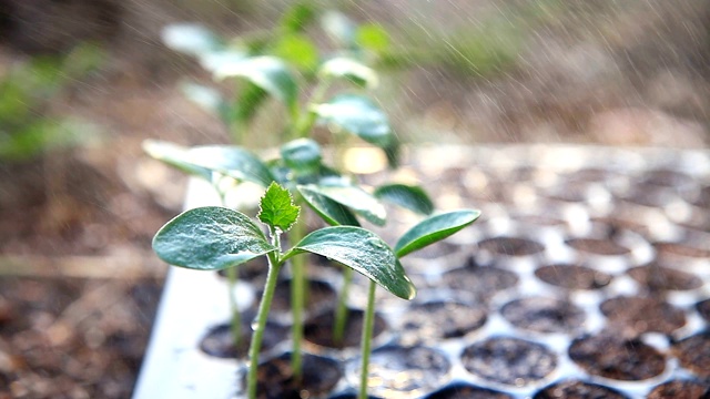 在肥沃的土壤上种植幼苗。视频素材