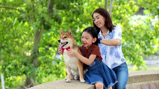 一个家庭和一个母亲和女儿为柴犬系了一个蝴蝶结，看着镜头。视频素材