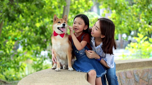 一个家庭和一个母亲和女儿为柴犬系了一个蝴蝶结，看着镜头。视频素材