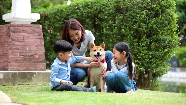 我儿子在公园里玩日本柴犬的红色领结。一个亚洲家庭和一只日本柴犬在花园里野餐。视频素材