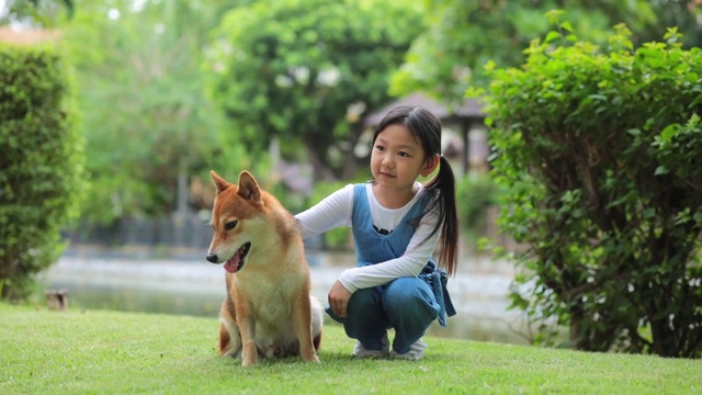 春天的时候，一个亚洲女孩在公园里和一只日本柴犬玩耍。视频素材