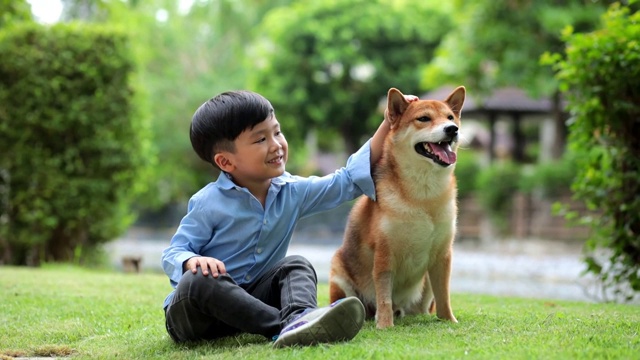 一个亚洲男孩坐下来拥抱一只柴犬。春天在公园里视频素材