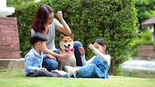 我儿子在公园里玩日本柴犬的红色领结。一个亚洲家庭和一只日本柴犬在花园里野餐。视频素材