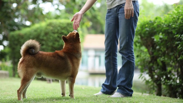 年轻女性和狗夏天的概念。小女孩在后院和柴犬玩耍。亚洲妇女正在教和训练狗用握手的方式打招呼。视频素材