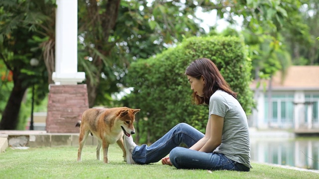 年轻女性和狗夏天的概念。小女孩在后院和柴犬玩耍。亚洲妇女正在教和训练狗用握手的方式打招呼。视频素材