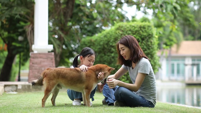 夏天，妈妈和女儿们在公园里和日本柴犬玩耍。视频素材