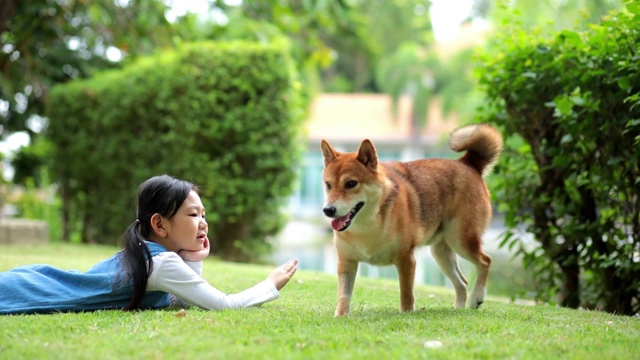 春天的时候，一个亚洲女孩在公园里和一只日本柴犬玩耍。视频素材