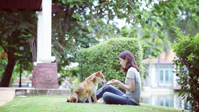 年轻女性和狗夏天的概念。小女孩在后院和柴犬玩耍。亚洲妇女正在教和训练狗用握手的方式打招呼。视频素材