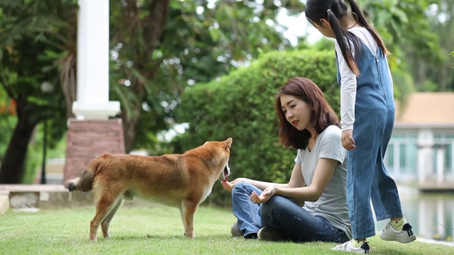 夏天，妈妈和女儿们在公园里和日本柴犬玩耍。视频素材