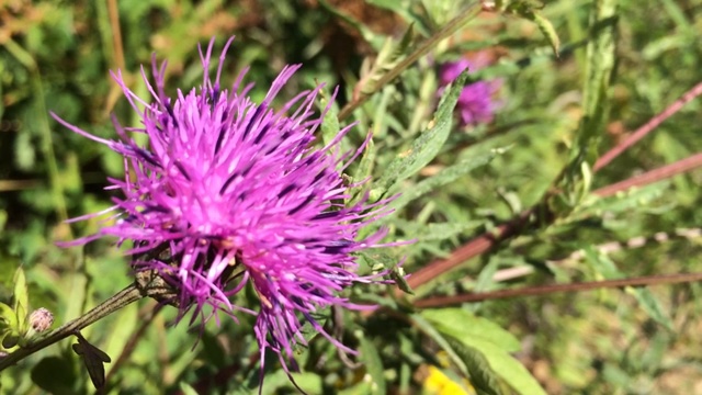 花上的蜜蜂视频素材