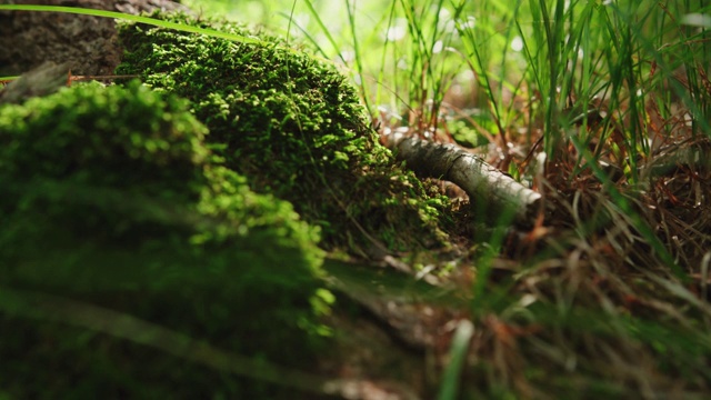 近距离观察森林中的苔藓和草本植物视频素材