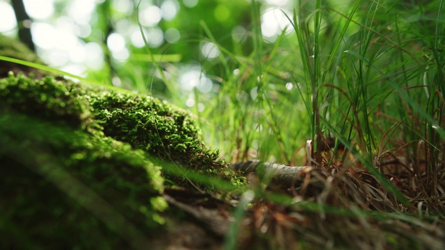 近距离观察森林中的苔藓和草本植物视频素材