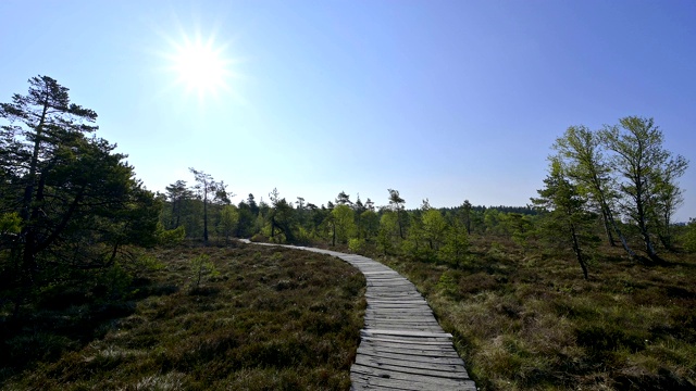 木板路沼泽，Schwarzes Moor, Fladungen, Rhön，巴伐利亚，德国视频素材