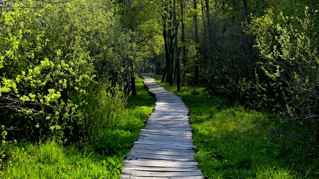 木板路沼泽，Schwarzes Moor, Fladungen, Rhön，巴伐利亚，德国视频素材