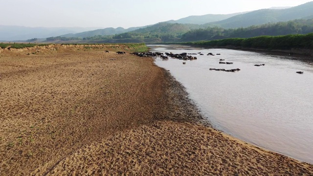 4k无人机鸟瞰水牛冷却在水在doi桃湖，泰国清迈视频素材