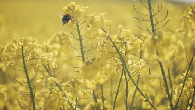 蜜蜂从田间的黄色油菜花中吮吸花蜜视频素材