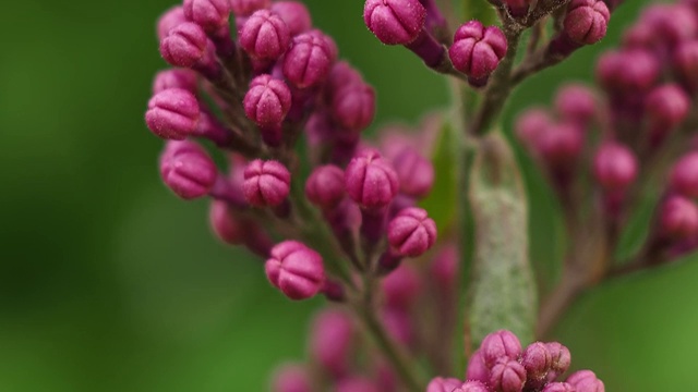 丁香花开的是小花。软宏观焦点。视频素材