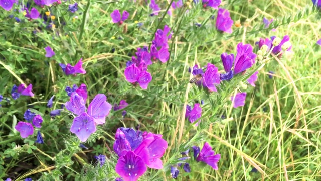 春天，蜜蜂飞过野花去采集花粉视频素材