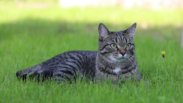 猫躺在绿色的草坪上。环顾四周，打呵欠视频素材