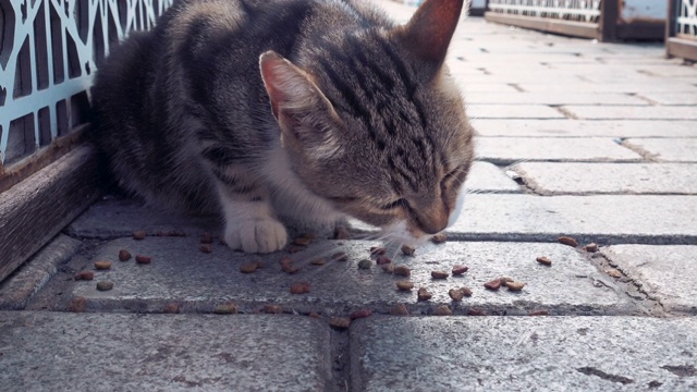 伊斯坦布尔祈祷区的一只猫视频素材