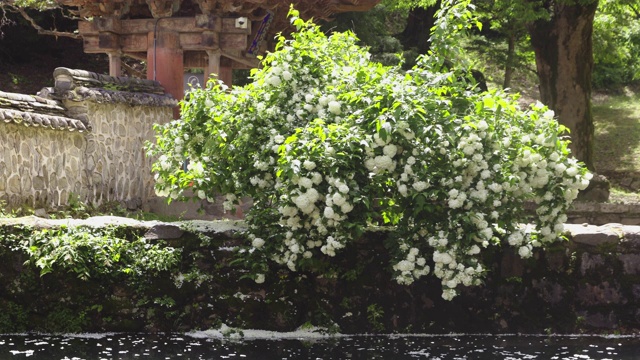 九溪山松光沙寺的绣球花/全罗南道顺天溪视频素材