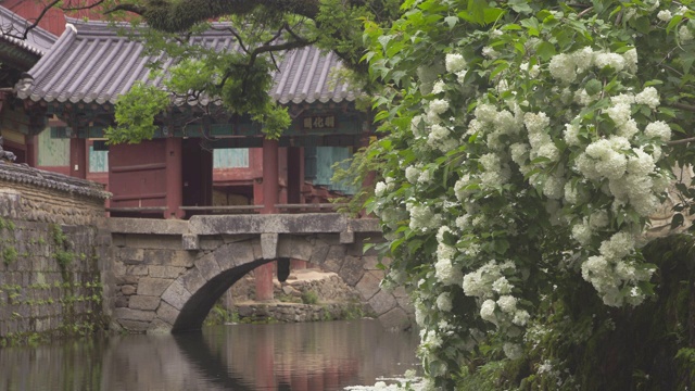 九溪山松光沙寺的绣球花/全罗南道顺天溪视频素材