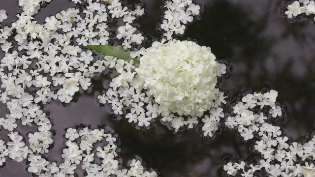 水上绣球花/全罗南道顺天溪，韩国视频素材