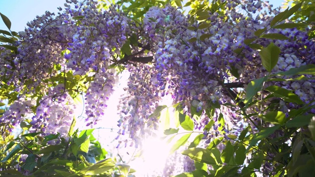 紫藤花盛开在春天的花园里。藤蔓悬挂在篱笆上。紫色的夕阳开花视频素材