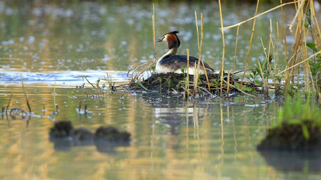 大冠毛鸊鷉，Podiceps cristatus，在巢上视频素材