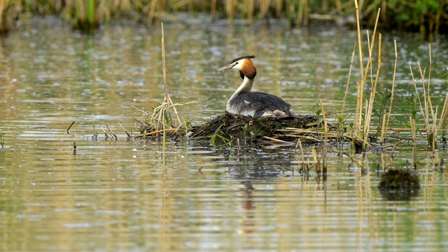 大冠毛鸊鷉，Podiceps cristatus，在巢上视频素材